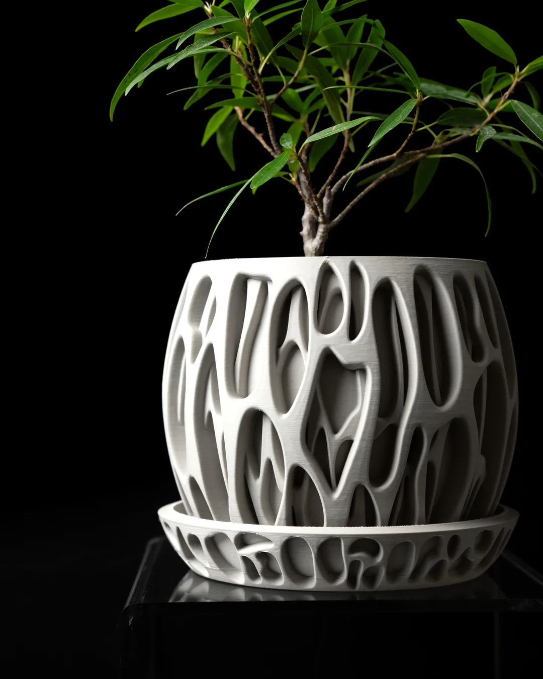 Corálica — vista 2 de 3